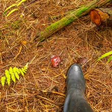 A walk in the autumn woods, view from the top looking down towards ground and rubber boot.