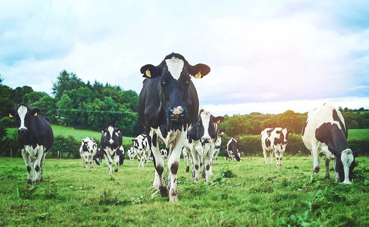 cows in a field