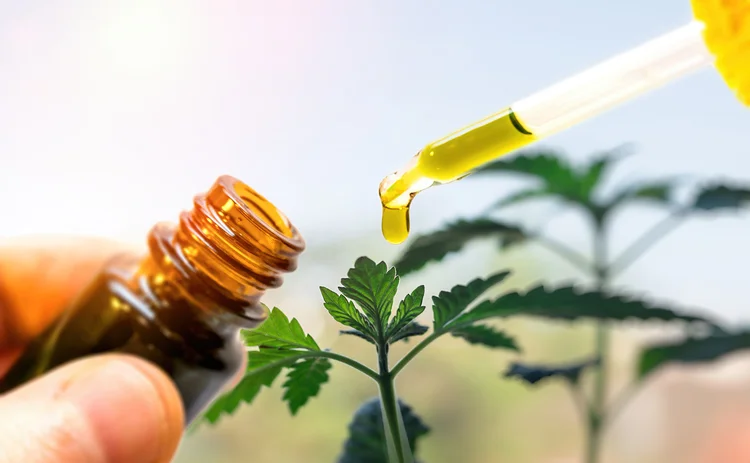 cannabis oil