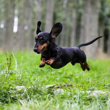 happy dachshund