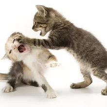 Cats fighting